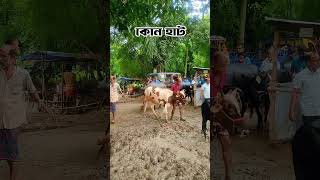 gorur haat #purbashaagro #cattlefarm #goru #cow #গরুর_হাট