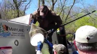 Stocking Rainbow Trout in Great Seneca Creek