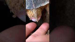 Watch How Turtles Lay Eggs in the Wild 🐢 #shorts