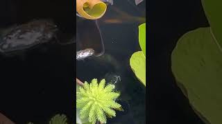 #beautiful #waterlily #fishbowl #viral #youtubeshorts