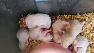 Baby Hamsters - TBH