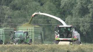 Hannes Hauptmann  Raubkatze zurück im Getreide Triticale- Claas Jaguar 970 beim Triticale häckseln