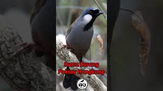 Suara burung poksay hongkong #poksayhongkong  #poksay