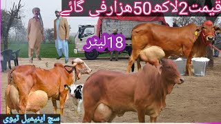 2لاکھ50ھزار-کے پٹھے سے7جانور سیل|ساھیوال گائے|چولستانی گاے| جرسی ساہیوال کراس گاے|03466152628