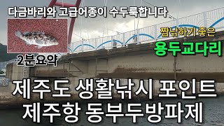 다금바리와 고급어종이 쏟아지는 제주도 생활낚시 포인트 제주항 동부두방파제