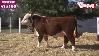 Toros Hereford desde 41 al 60