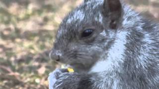 2015.Nov.30-Squirrels-Écureuils