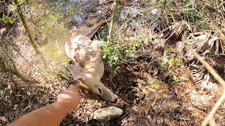 En busca de un venado cola blanca en la ultima cemana de arco y flecha