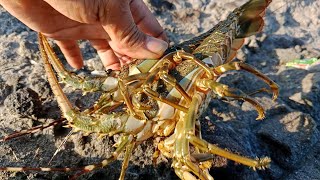 TUTORIAL CARA PASANG UMPAN UNTUK MENARIK LOBSTER DARI  GOA KARANG YANG DALAM