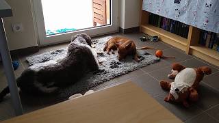 Tucker und Bluna