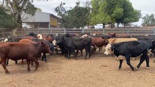 Canowie Cattle Co. 80 steers