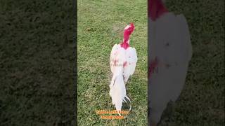 Ayam putih sangat elegan broo #aseelmurga #ayamaseel #ayam #ayamsehat #rooster