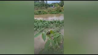 Bendungan Wai Rarem di Lampung Jebol, Buaya Lepas ke Aliran Sungai