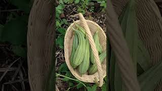 Harvest Spongebeans for the first time | Panen oyong untuk pertama kali😍