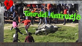 Toro por los suelos (Antruejo)