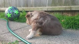 Finnish Lapphund puppies 4weeks old