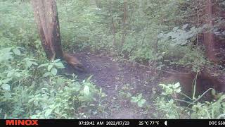 Wild Boar Pigglets Scratching and Fighting/Mežacūkas pie darvas koka