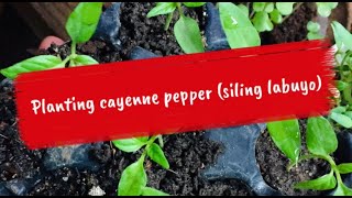 Magtanim ng siling labuyo | Planting cayenne pepper