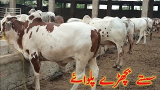 عزیز کیٹل فارم اینڈ پلائی سینٹر حاصل پور Aziz Cattle Farm and Palai Center Hashilpur