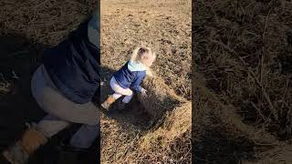 Who needs a mechanical hay unroller, a 4yr old works just as well 🤣🤣 #cattlefarm #cow #farmlife