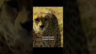 Macan Tutul Predator Ulung Di Sabana Afrika #shorts #animals