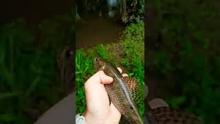 Soltando a trairinha pra crescer !! pega na minhoca artificial- Rio Atibaia 🎣🐛