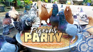 Pigeon Feast: The Ultimate Feeding Satisfaction! 🕊️🍽️ #pigeon #pets