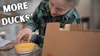 I ordered ducklings online and this was my experience - Metzers Farm Review