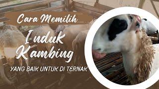 CARA MEMILIH INDUKAN KAMBING GIBAS YANG BAGUS DAN BAIK || Ternak kambing