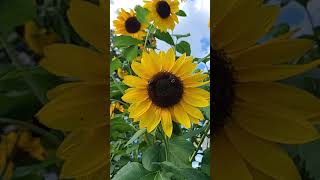 Bee pollinating giant sunflower #shorts