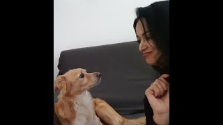 روتيني اليومي مع كلاب جميله جدا ممتع🐕‍🦺🦮❣🧡L'amore e la fedeltà dei cani, i migliori