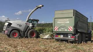 Die Raubkatze zurück im Mais   Claas Jaguar 97O mit Claas Orbis 750 beim Maishäckseln eine Fahrt von