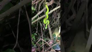 Ular pasan-pasan jar uluh sampit (Viper Borneo)😍🙏 #sampit #ular #fyp #fyp