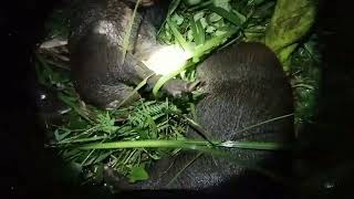 POINT MALAM HARI !! BABI HUTAN JUMBO DI HUTAN CIPETUNG