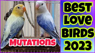 Best Love Birds Mutation 2023 | Love Bird Prices 2023 | EP 39