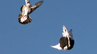 റോളർ അഥവാ ബെൽറ്റ് അടിക്കുന്ന പറവ/Roller Pigeons