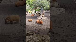 Bioparqe Valencia España #shortvideo #animals #funnyanimal