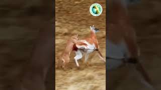 Guanaco Escapes Lioness Chase | Thrilling Wildlife Moment