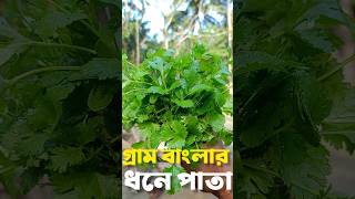 গ্রাম বাংলার ধনে পাতা। শীতকালীন ধনে পাতা। ধনে পাতা। ধনিয়া।