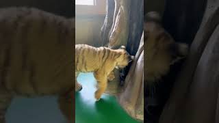 Bear and tiger best friends, Amazingly adorable #youtube #youtubeshorts #funnyvideo