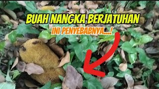 Penyebab Pohon Nangka Terbakar, Buah Berjatuhan.