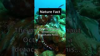 Nature Fact: 🐙🍆 Detachable what!?! #shorts #facts #nature #octopus #animals