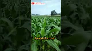 jagung ADV 132 SIMONTOK UMUR 40 HARI #shorts #pertanian