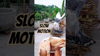 Pigeons flying slow Motion to bowl #pigeon #shorts #pets