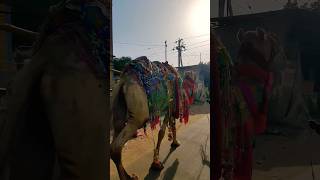 राजस्थान ऊंट की सवारी #youtubeshorts #rajasthan #camel #shortvideo