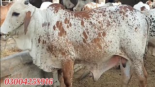 عزیز کیٹل فارم اینڈ پلائی سینٹر حاصل پور Aziz Cattle Farm and Palai Center Hashilpur