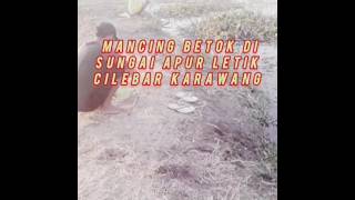 Mancing ikan betok di sungai tengah sawah