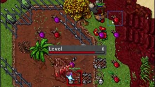 6 Level vs Behemoth #tibia 2024