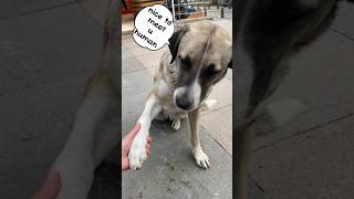 Nice to meet you, hooman! 🐶 #funnydogs #funnydogvideos #funnydogshorts