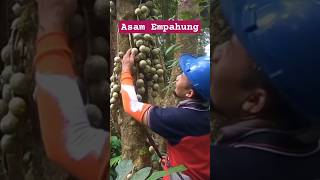 MENIKMATI ASAMNYA BUAH EMPAHUNG DI HUTAN ALAM